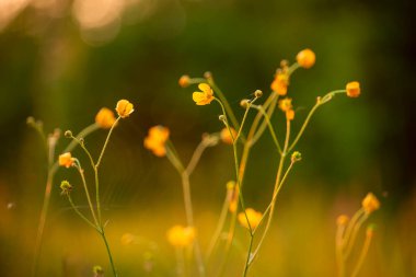 Çayırdaki parlak tarla sarısı çiçekleri.