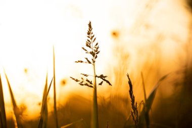 Portakal rengi günbatımı ışığında çim kulaklı çayır. minimalizm, siluetler, boho tarzı.