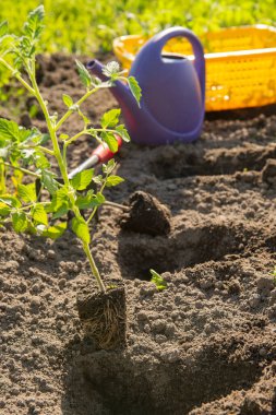 Bahçeye domates tohumu ekme süreci.
