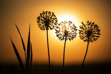 Allium topları şeklinde siluetler turuncu bir günbatımı gökyüzü ve batan güneş topunun arka planında..