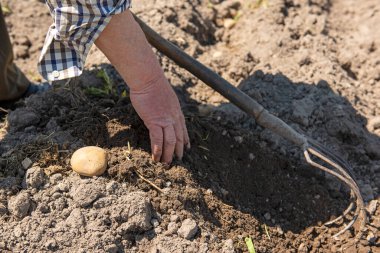 Patatesleri elle ekme işlemi. Toprakta çiftçi eli ve patates. Basit gerçek hayat.