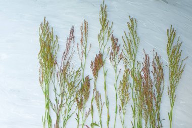 Çiçekli arka plan, gri arka planda çiçek açan kuş kökleriyle. düz üst görünüm