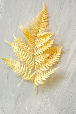 Sarı eğreltiotu yaprağı gri arka planda. düz üst görünüm.