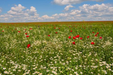Çiçekli tarla - bulutlu güneşli bir günde papatyalar, gelincikler ve diğer kır çiçekleri