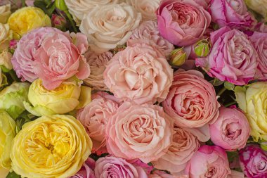 Çiçekli narin çiçekli şakayık gülleri. En üstteki düz görünüm.