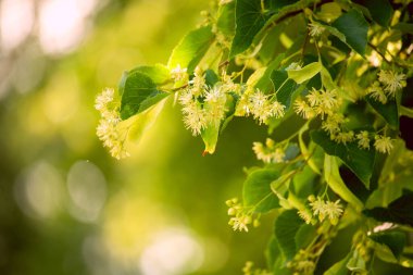 Çiçek açan ıhlamur ağacının dalları.