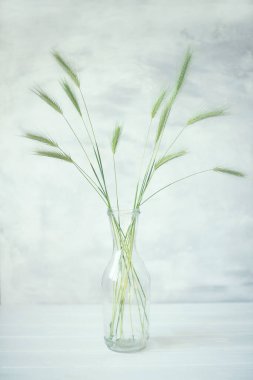 Şeffaf bir şişede yumuşak yeşil kulaklar. Sanatsal iç aydınlatma fotoğrafı. Çok yumuşak bir odak. İç görüntü, duvar posteri, duvar sanatı. 