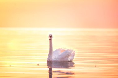 Şafak vakti denizde güzel beyaz kuğu. Sakin pembe su ve güneşli pembe şafak.