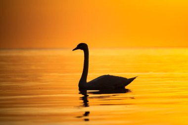 Şafak vakti sakin suda güzel bir kuğunun silueti. portakal rengi gün doğumu ya da gün batımı Denizde ve kuşta.