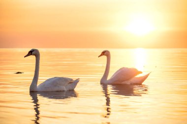 İki güzel kuğu şafak vakti ılık turuncu ışıkta denizde