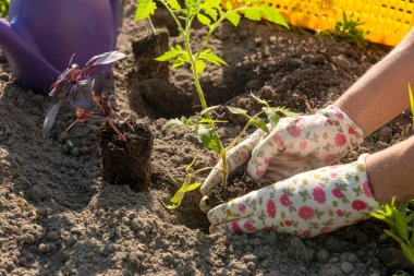 Domates ve fesleğen ekme süreci. Eldivenli eller bahçede tohum eker..