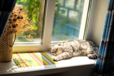 A gray half-haired cat basks in the rays of the sun on a window in a house on a summer day clipart