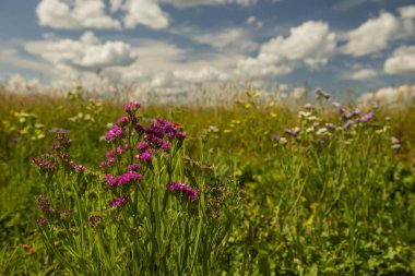 Kermek 'in renkli çiçekleri güzel bulutlarla dolu güneşli bir günde tarlada kurumuş çiçekler..