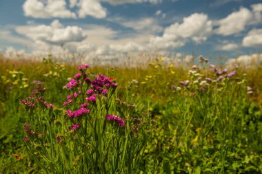 colorful flowers of kermek statice dried flowers in the field on a sunny day with beautiful clouds. clipart