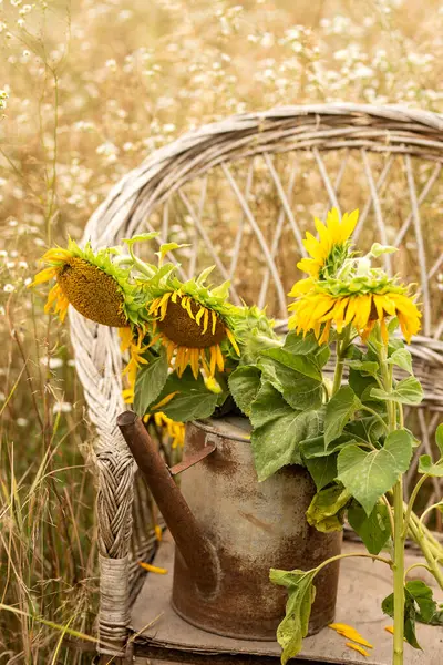 stock image Sunflowers in an old rusty watering can on an old wicker chair in a field.