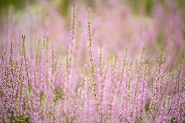 Ormandaki leylak çalılarının yemyeşil dalları. Kapat.