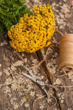 Kaba ahşap bir arka planda, eski makas ve ipliklerden oluşan bir buket tıbbi tansi çiçeği..