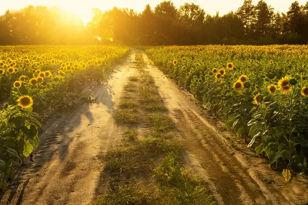 Gün batımında ayçiçekleri olan bir tarlada toprak yol. Yumuşak güneş ışığı ve ışınlar.