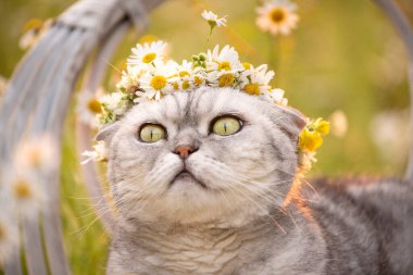 Bahçedeki bir sandalyede oturan, kafasında papatya çelengi olan, büyük yeşil gözlü gri bir tekir kedinin yakın plan yüzü. Gözlerin ve yüzün ilginç ifadesi.