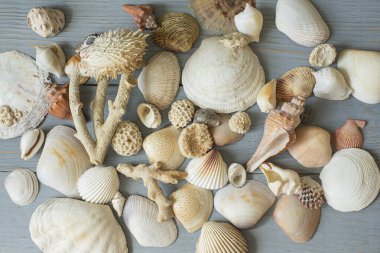 Çeşitli deniz kabukları ve mercanların arka planı. Düz üst görünüm.