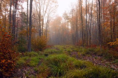 Sonbahar sakin sisli orman ve renkli ağaçlar.