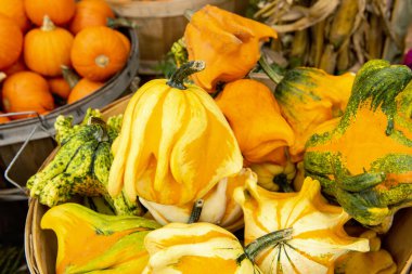 farklı şekillerde ve boyutlarda balkabakları çiftlikte.