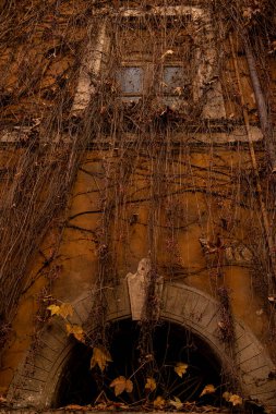 Vahşi üzüm ve pencerelerden oluşan sonbahar dallarıyla çevrili eski bir binanın ön cephesi. Roma sokakları.