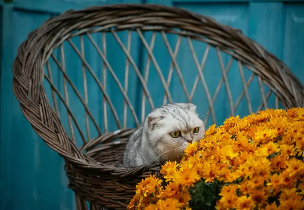 Büyük bir buket portakal kasımpatı eski hasır sandalye ve eski verandadaki gri kedi.