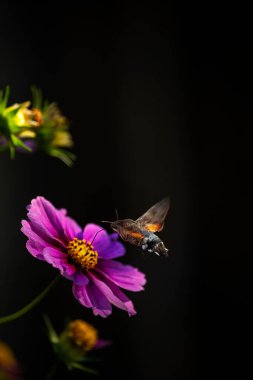  Şahin güvesi kelebeği parlak bir kozmos çiçeğinin üzerinde süzülüyor ve hortumuyla nektar topluyor. Karanlık, doğal bir geçmiş. Yaygın atmaca güvesi (Macroglossum stellatarum)