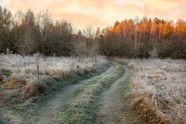 Ormanda toprak bir yol. Beyaz don, ilk don ve sarı soya ağaçları sabahın erken saatlerindeki güneş ışınlarında arka planda..
