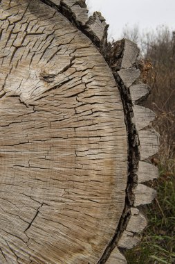 Eski büyük bir ağacın kesiti. Çatlak tahta kesiği.