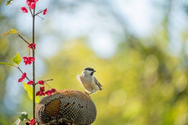  Şirin küçük bir kuş, Poecile Palustris, olgunlaşmış bir ayçiçeğinin üzerinde, bahçede tohumlarla.