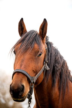 Açık doğal arka planda kahverengi bir atın portresi
