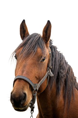 Kahverengi bir at portresi. Beyaz arka plan üzerinde izole