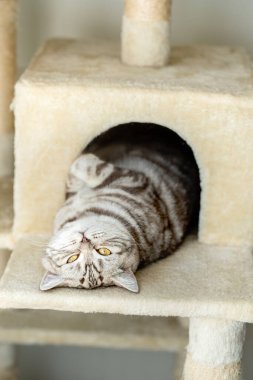 Bir tekir gri kedi kedi kedi kulübesinde göbek üstü yatıyor. Kameraya bakıyor, yüzündeki komik rahat duruş ve ifade..