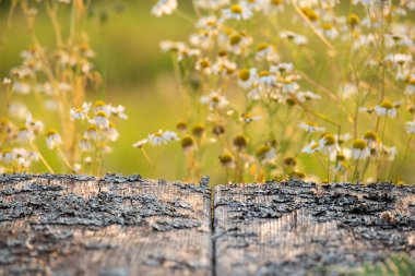  Ahşap kaba arka plan masası ve arka planda bulanık doğal arkaplan ve güneşli bir alanda çiçek açan papatyalar. Fikirlerinin temeli.