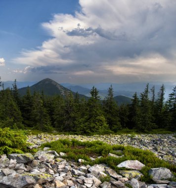 Ladin ormanlı yaz dağı manzarası. Panoramik dikey fotoğraf.