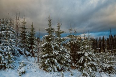 Karla kaplı filiz ve dağ kışı manzarası
