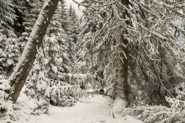 Karda kışın ladin ormanları