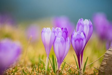 İlkbahar çiçekleri leylak timsahları. Sanatsal fotoğraf, yumuşak odaklanma. Yakın plan..