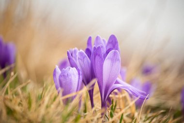İlkbahar çiçekleri leylak timsahları. Sanatsal fotoğraf, yumuşak odaklanma. Yakın plan..