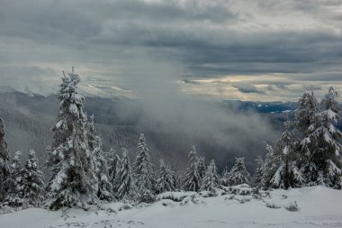 Dağlarda karla kaplı köknar ormanıyla inanılmaz güzel bir kış manzarası. Beyaz dondaki muhteşem köknar.