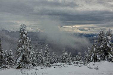 Incredibly beautiful winter landscape with snow-covered fir forest in the mountains. Fabulous firs in white frost. clipart