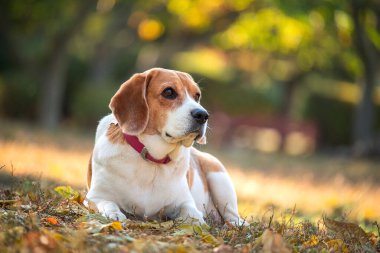 Bir av köpeği sonbahar parkında çimlerin üzerinde uzanıyor..