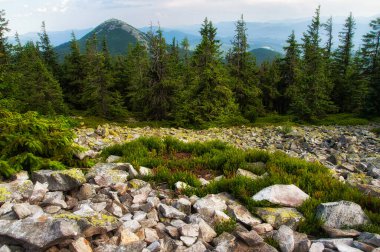Ladin ormanlı yaz dağı manzarası. 
