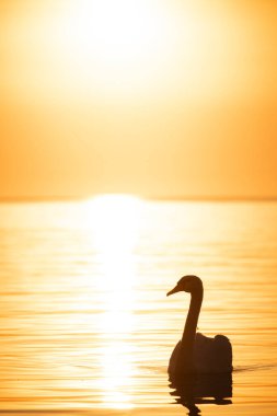 Göldeki gün batımında zarif bir kuğu kuşunun silueti.