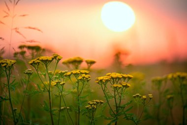 Batan güneşin arkaplanına karşı tarlada açmakta olan sarı tansi çiçekleri. İlaç bitkisi - tansy