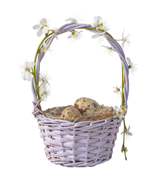 Küçük bir sepetin içinde yumurtaları olan bir yuva ve çiçek açan bir kiraz dalı. Beyaz arka planda izole edilmiş. Şeffaf olarak izole edilmiş. png biçimi kullanılabilir. bahar Paskalya arkaplanı. 