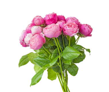Bir buket pembe şakayık gülü. Beyaz arka planda izole edilmiş. Şeffaf olarak izole edilmiş. png biçimi mevcut 