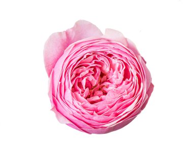 Pembe şakayık gül. Çiçeğin üst görüntüsü. Beyaz arkaplanda izole.